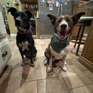 Fundraising Page: Justine Cuttler